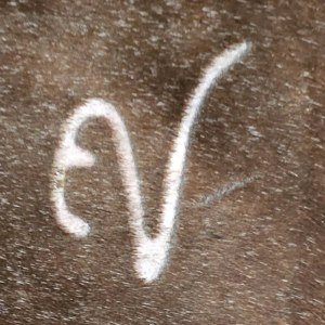 Valles Quarter Horses EV Brand