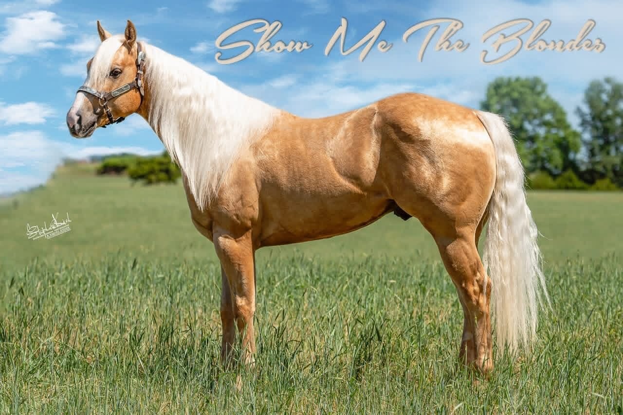 Show Me The Blondes stallion