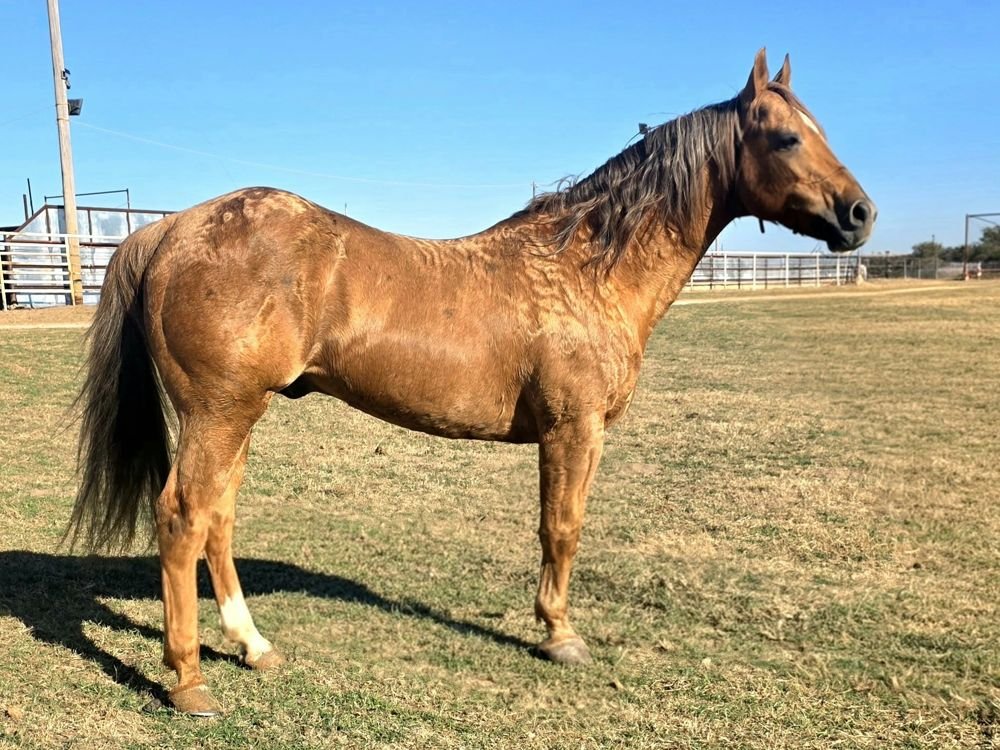 Dunit N The Red stallion