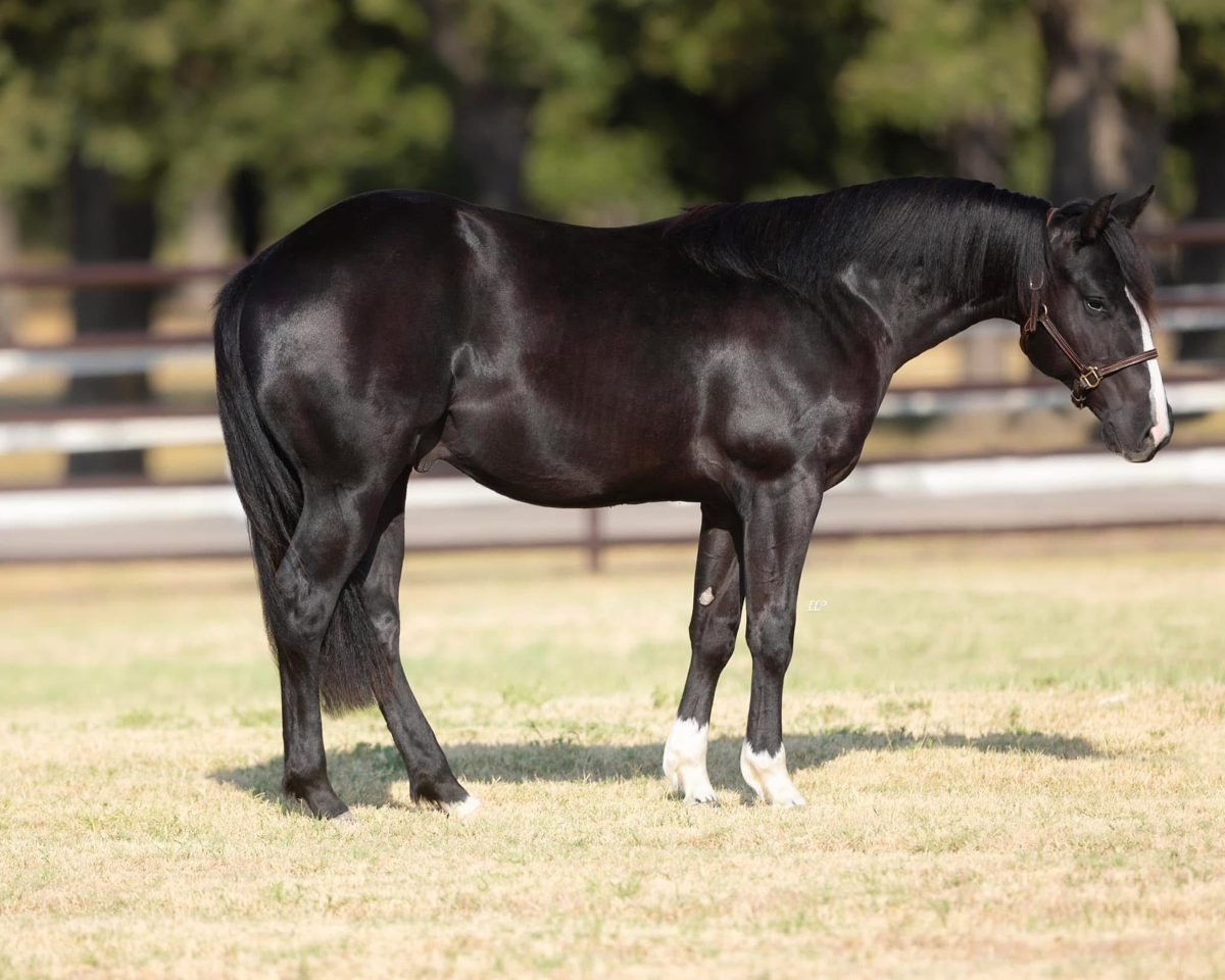 FADEDD stallion