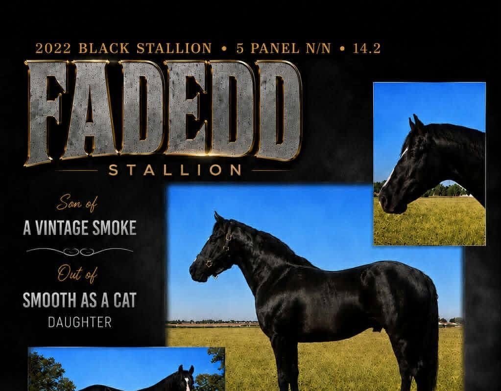 FADEDD stallion
