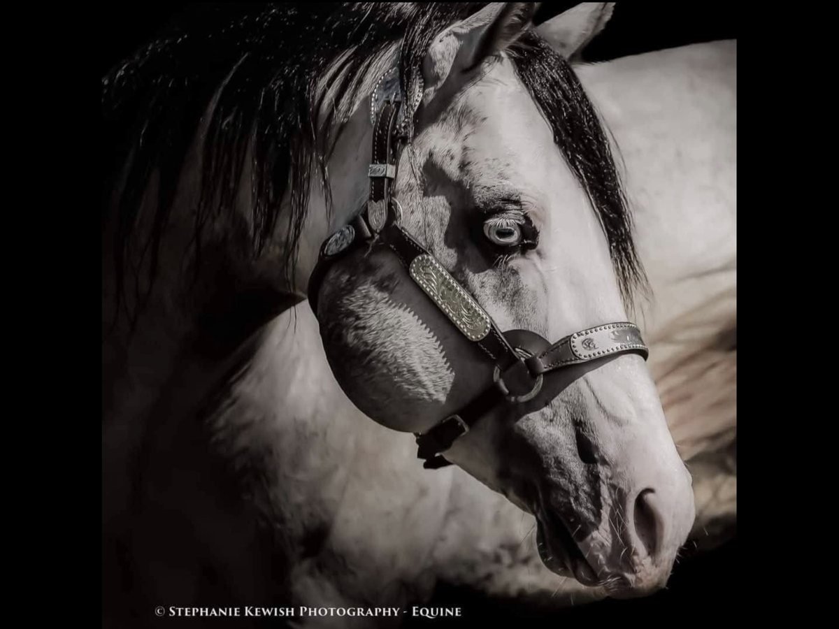 Gunner Hollywood Twist stallion