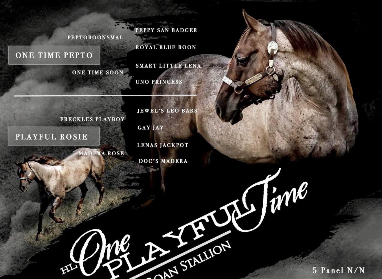 HL One Playful Time, foundation sire